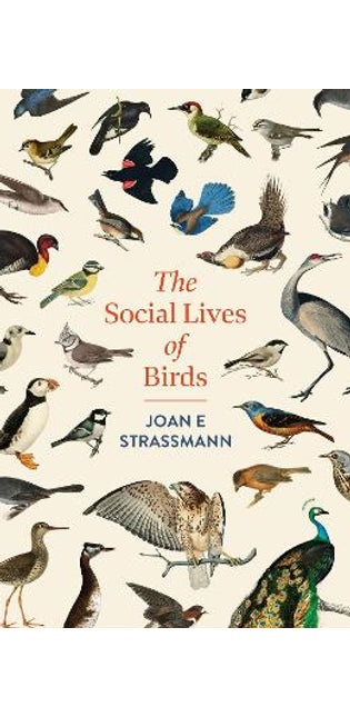 Social Lives of Birds