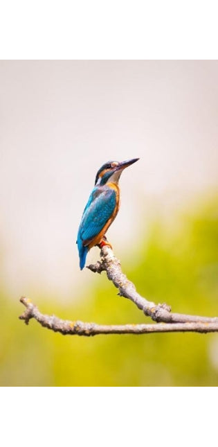 Kingfisher