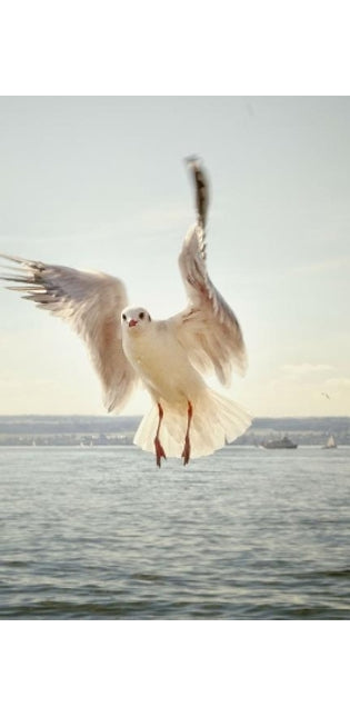 Gull