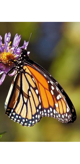 Monarch Butterfly