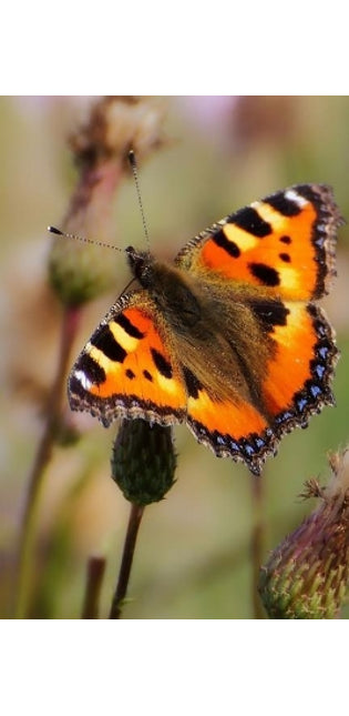Painted Lady