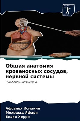 Общая анатомия кровеносных сосудов, нервl