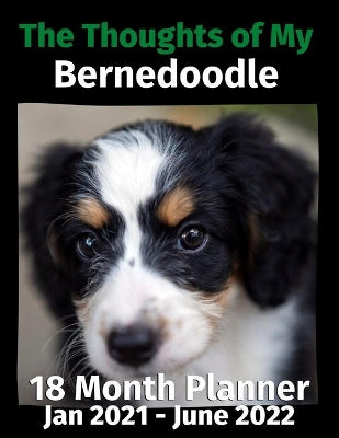 Thoughts of My Bernedoodle