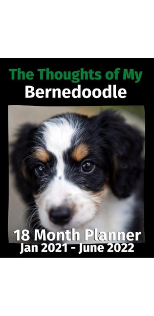 Thoughts of My Bernedoodle