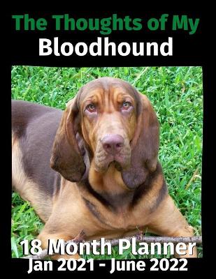 Thoughts of My Bloodhound