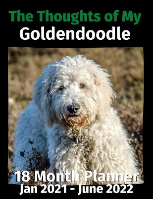 Thoughts of My Goldendoodle