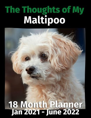 Thoughts of My Maltipoo