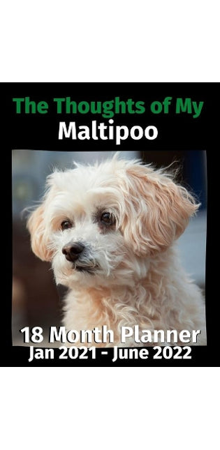 Thoughts of My Maltipoo