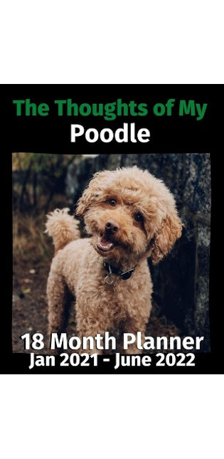 Thoughts of My Poodle