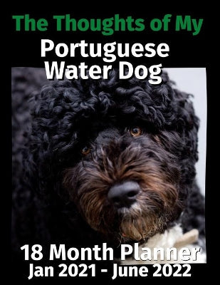Thoughts of My Portuguese Water Dog
