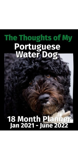 Thoughts of My Portuguese Water Dog