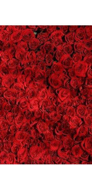 Red Roses