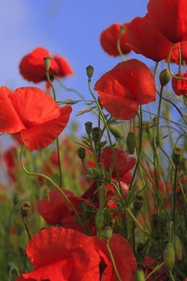 Poppy Meadow