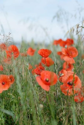Poppies in a Field