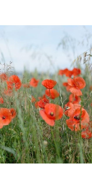 Poppies in a Field