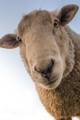 Sheep