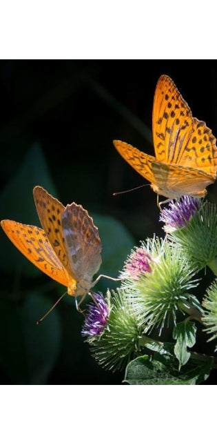Silver Bordered Fritillaries