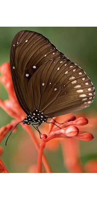 Striped Core Butterfly