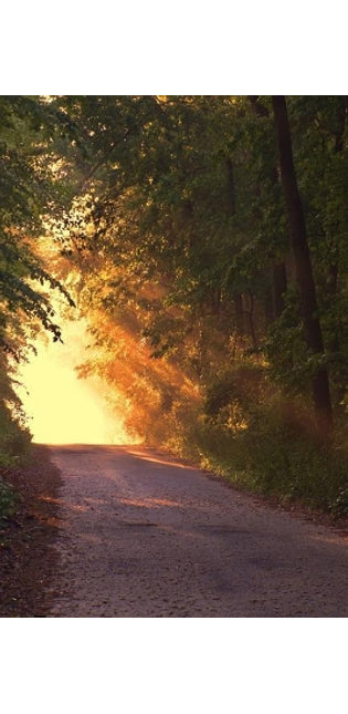Sunlight Down the Road