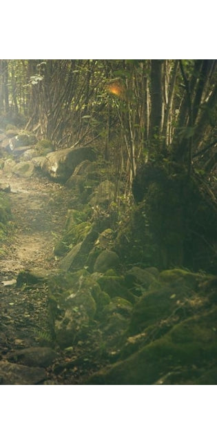 Trail Through the Bush