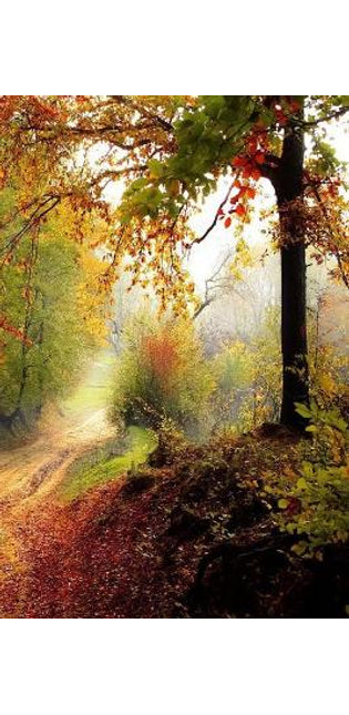Trail Through the Wood