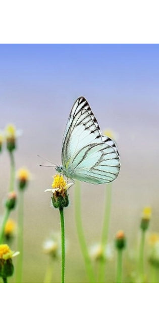 White Butterfly
