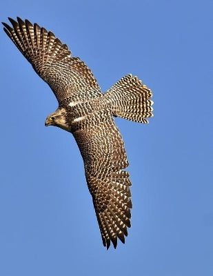 Falcon