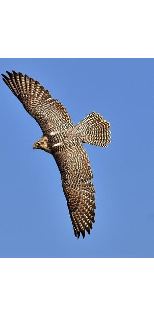 Falcon
