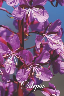 Calepin