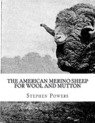 American Merino Sheep for Wool and Mutton