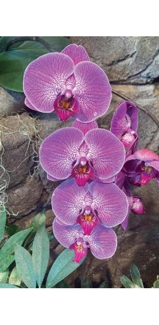 Hot Pink Orchid Journal
