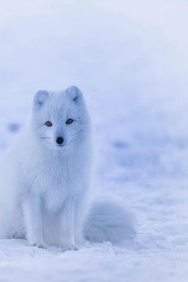Arctic Fox