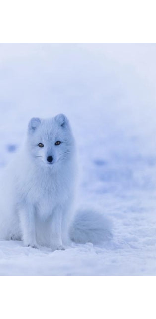 Arctic Fox
