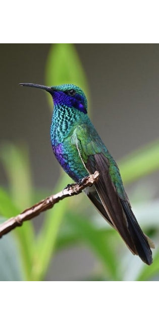 Hummingbird