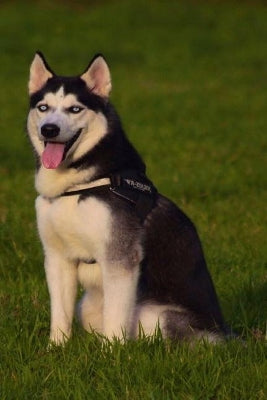 Husky