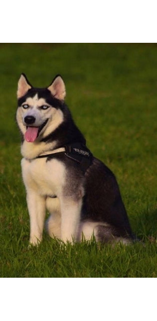 Husky
