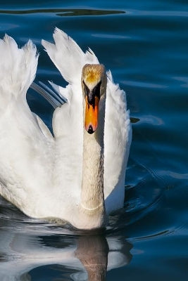 Swan