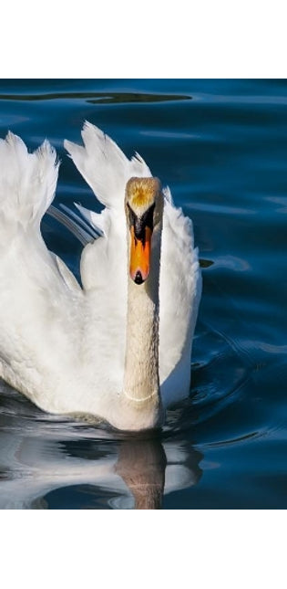 Swan