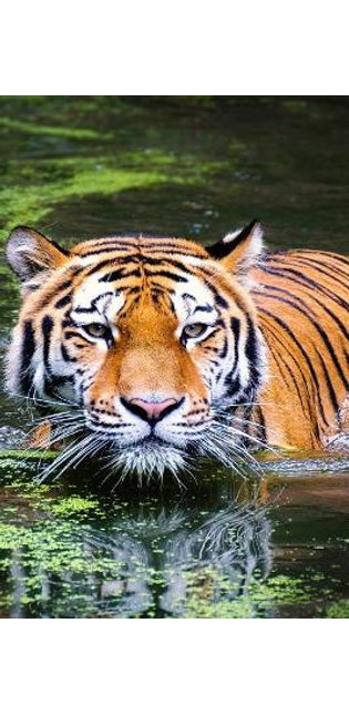 Swimming Tiger