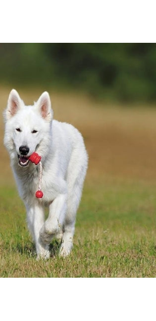 Swiss Shepherd