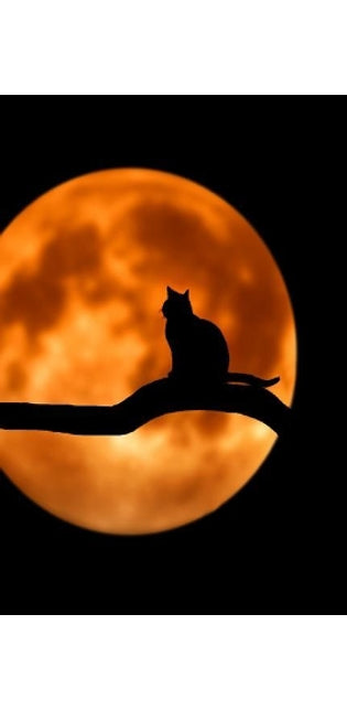 Talking to the Moon