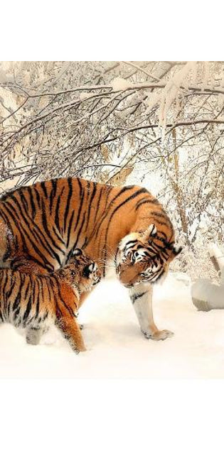 Tiger Family