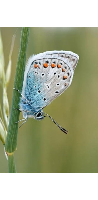 Butterfly in the Grass