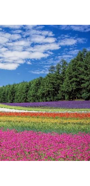 Flower Field