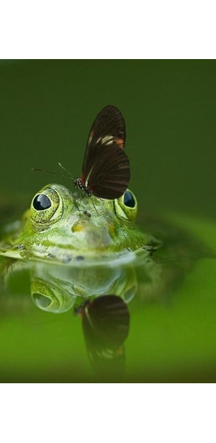 Frog and a Friend