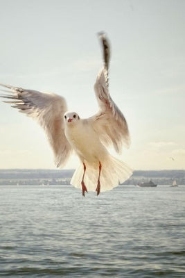 Gull