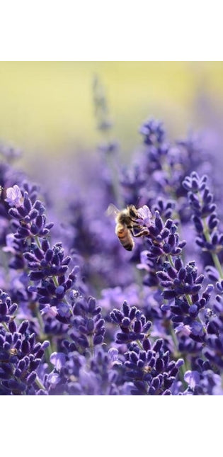 Lavender