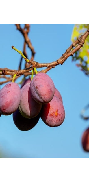 Plums